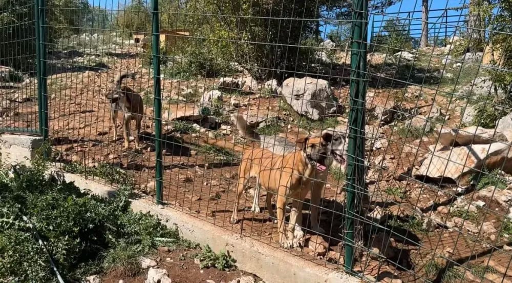 Sa nikšićkih ulica sklonjen 101 pas, udomljeno 35