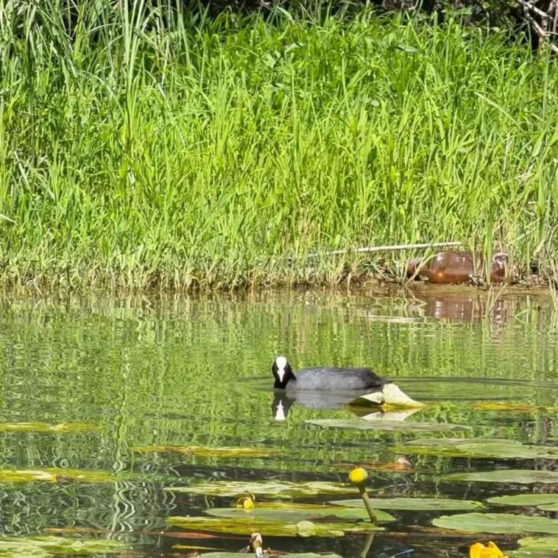 NP Skadarsko jezero proglašen UNESCO rezervatom biosfere