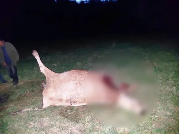 Stočar iz Golije zbog medvjeda tuži Ministarstvo poljoprivrede