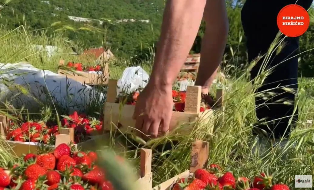 Raspisan poziv za četiri mjere podrške poljoprivrednim proizvođačima
