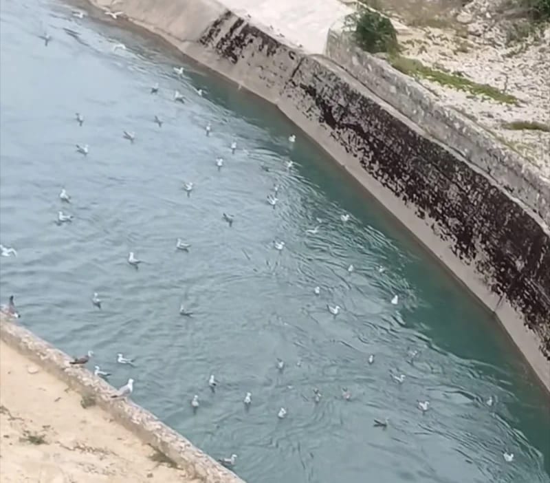 (VIDEO) NVO “Ljubitelji Slanog jezera”: U kanalu velika količina uginulog smuđa