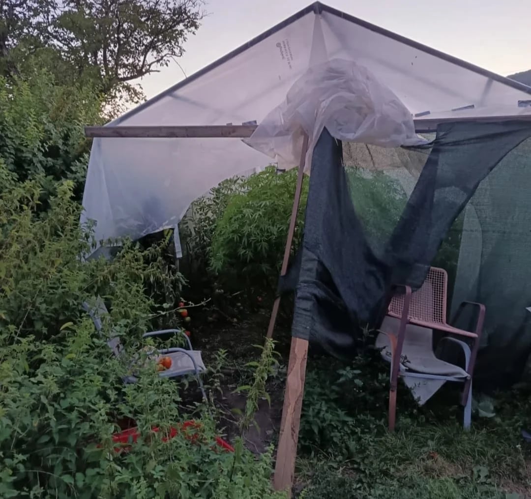 Otkrivena plantaža marihuane u dvorištu porodične kuće u Nikšiću, uhapšeni otac i sin