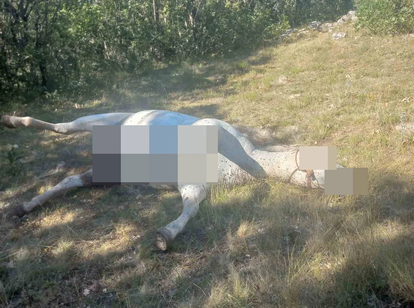 Medvjed usmrtio konja u selu Počivala kod Velimlja