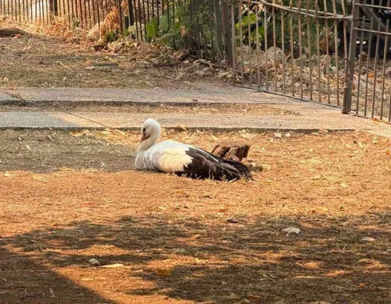 Ne žuri joj se u Afriku, roda i dalje odmara u hotelu "Jugoslavija"